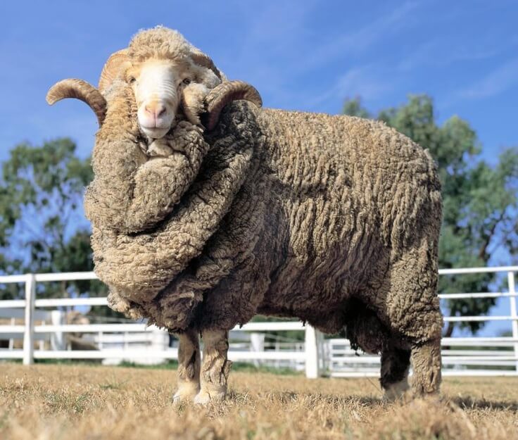 メリノ種の羊