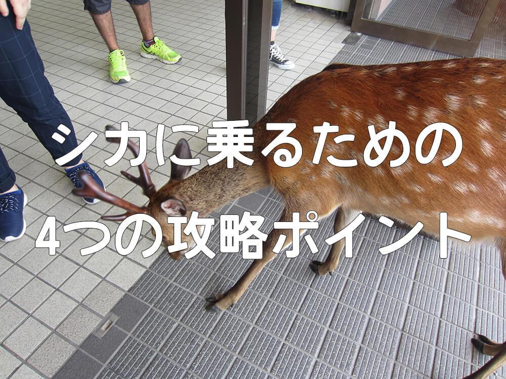 厳島神社のシカにまたがってみてわかった4つのシカ攻略ポイント ヒラノート