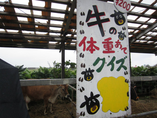黒島牛祭りを美味しく楽しむ方法