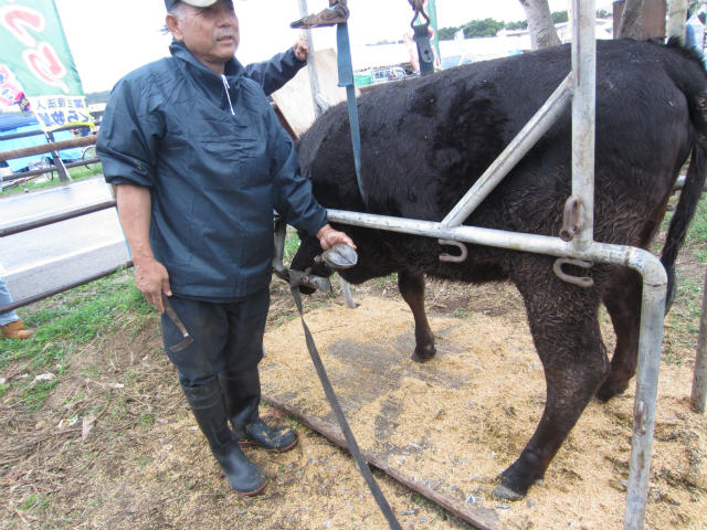 黒島牛祭りを美味しく楽しむ方法